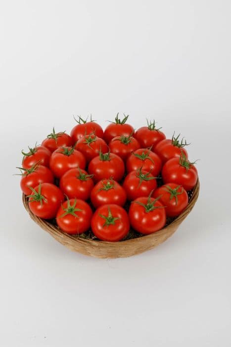 Tomato 'Y Ddraig Goch'