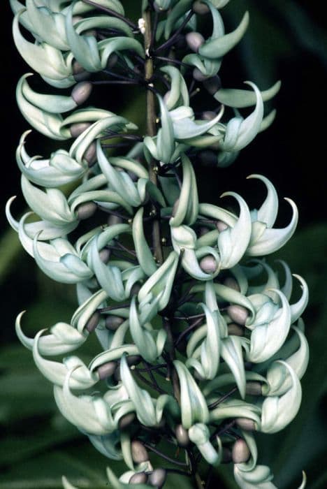 jade vine