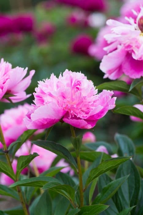 peony 'Bouquet Perfect'