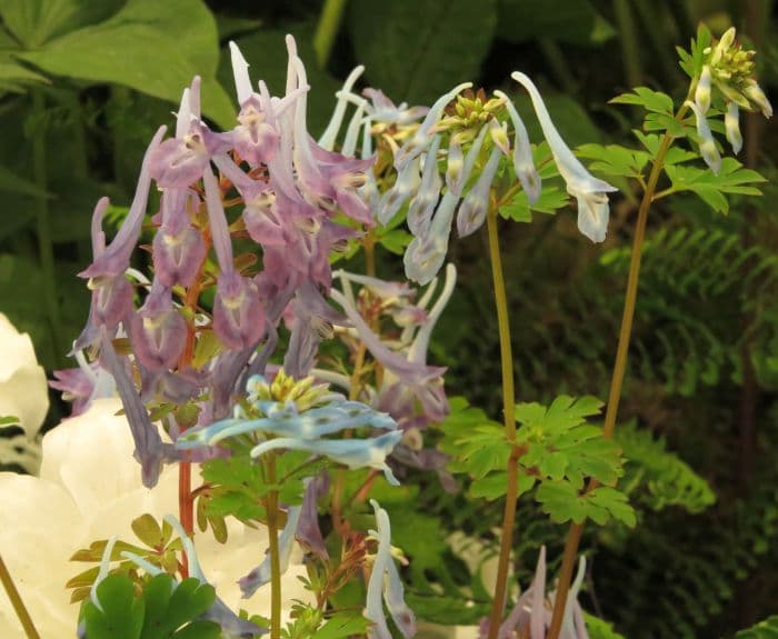 corydalis 'Spinners'