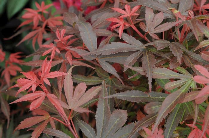 Japanese maple 'Shaina'