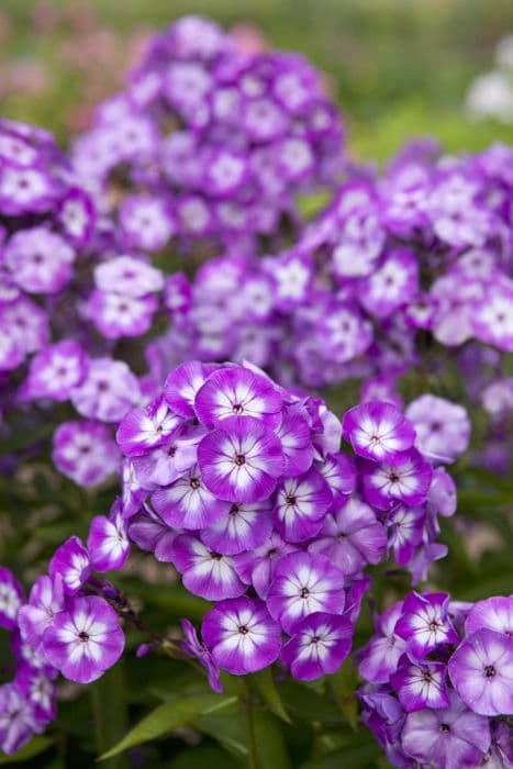 perennial phlox 'Uspekh'