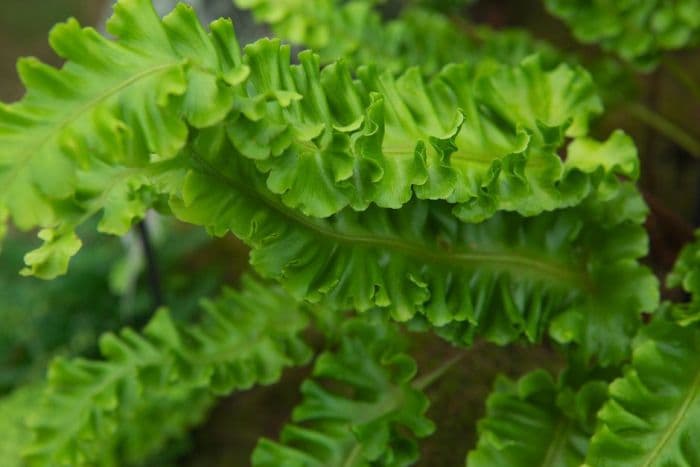 hart's tongue fern 'Golden Queen'