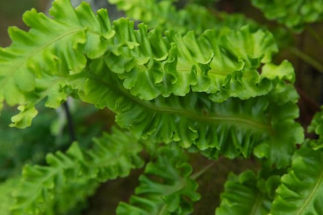 Hart's tongue fern 'Golden Queen'