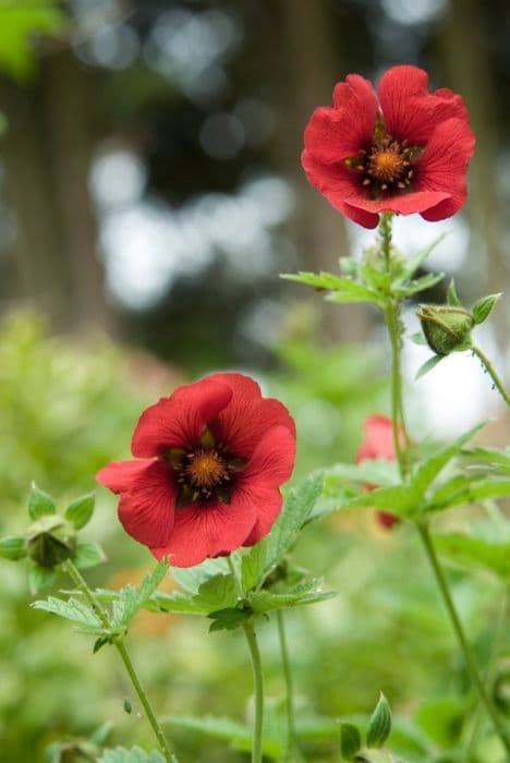 cinquefoil 'Flamenco'