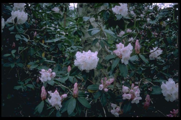 rhododendron 'Beauty of Littleworth'