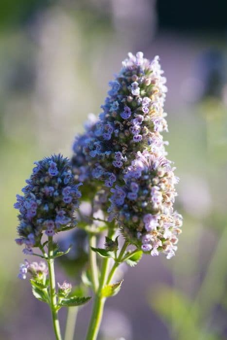 lemon catmint