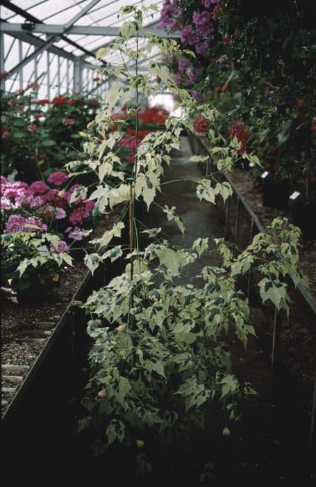 abutilon 'Savitzii'