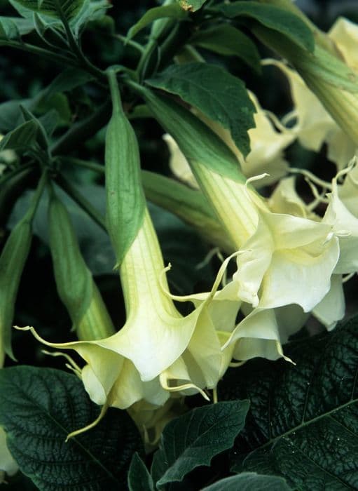 angel's trumpet 'Golden Lady'