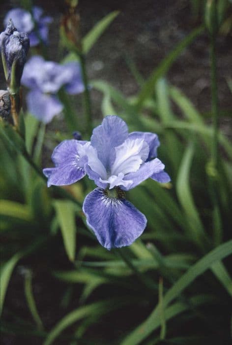 Siberian iris 'Blaue Milchstrasse'