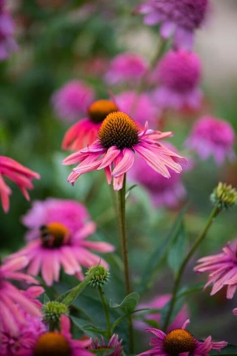 coneflower 'Mama Mia'