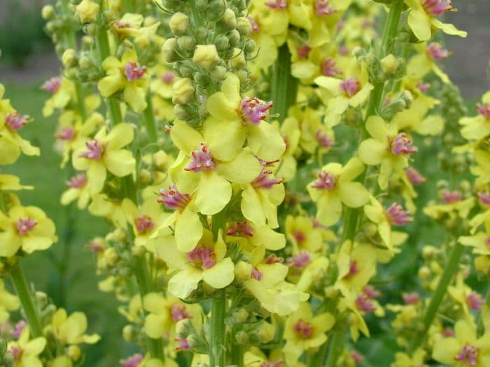 nettle-leaved mullein