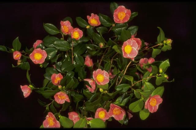 Camellia 'Adelina Patti'