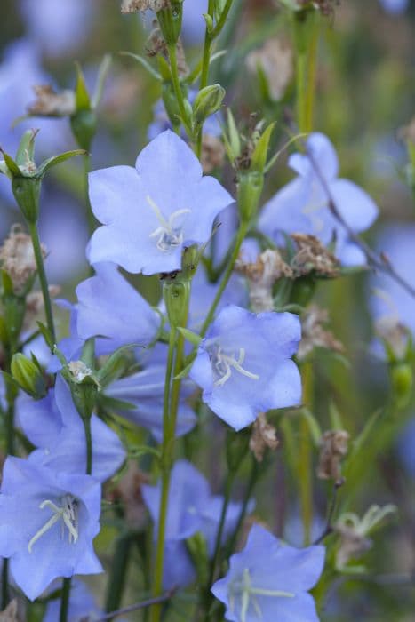 bellflower 'Cornish Mist'