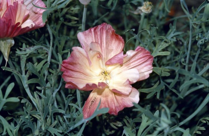 California poppy 'Rose Chiffon'
