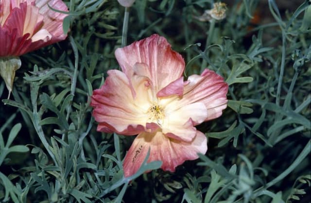 California poppy 'Rose Chiffon'