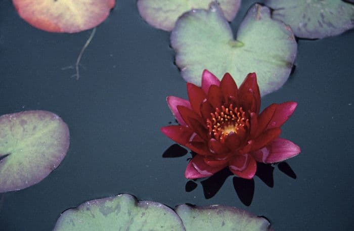 waterlily 'William Falconer'