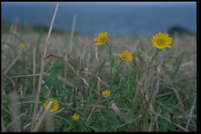 corn marigold