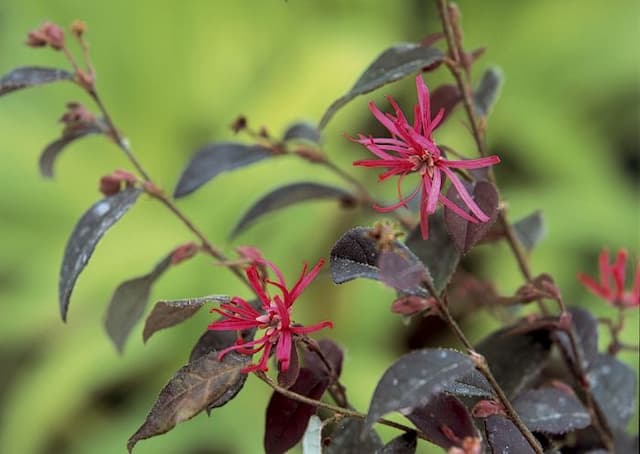 Chinese witch hazel 'Burgundy'