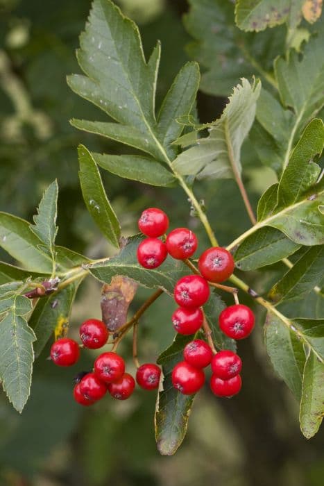 Borbas's rowan