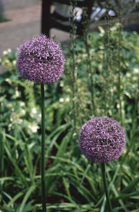 allium 'Gladiator'