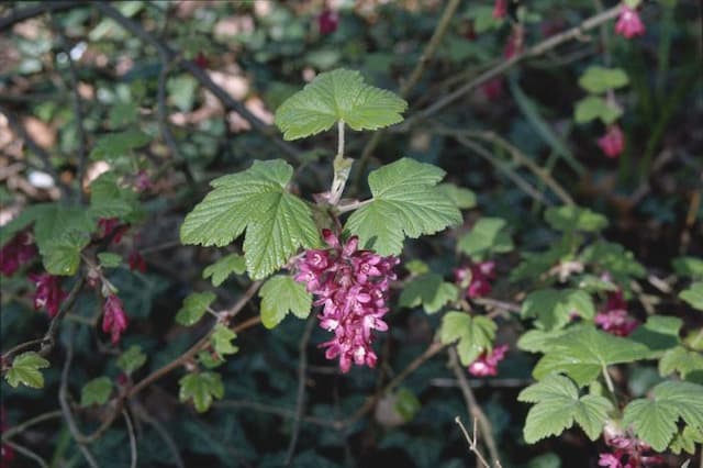 Winter currant 'King Edward VII'