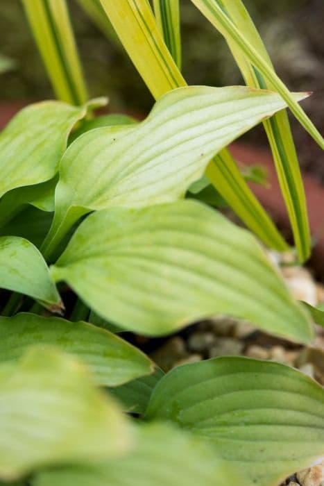 plantain lily 'Feather Boa'