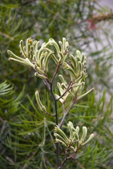 tall kangaroo paw