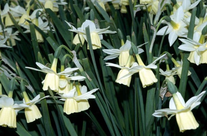 daffodil 'Lemon Drops'