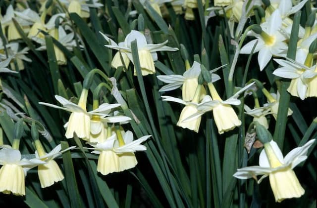 Daffodil 'Lemon Drops'