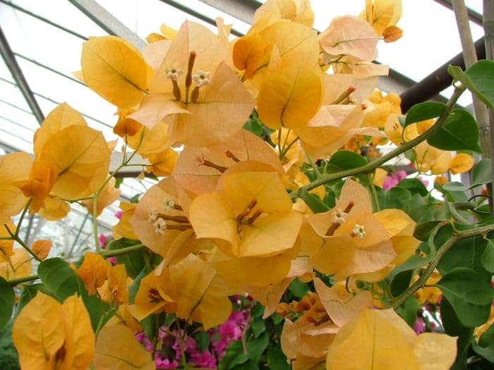 bougainvillea 'Lady Mary Baring'