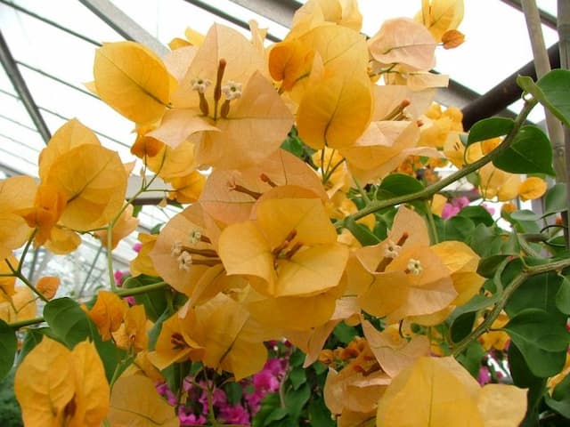 Bougainvillea 'Lady Mary Baring'