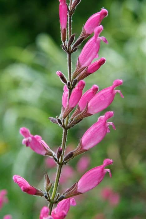 rosy-leaf sage