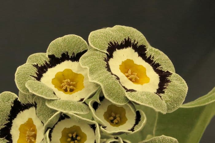 auricula 'Snowstorm'