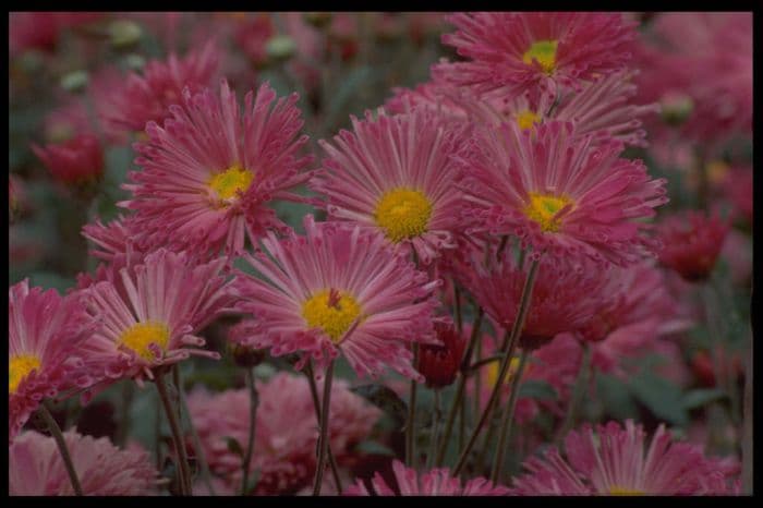 chrysanthemum 'Pennine Flute'