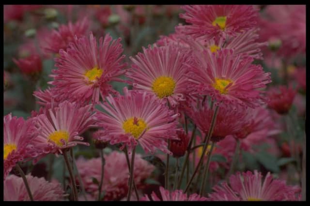 Chrysanthemum 'Pennine Flute'