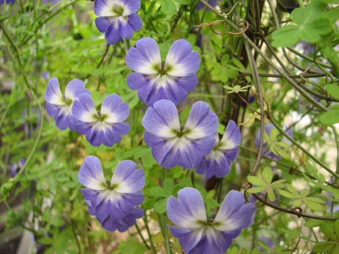 blue nasturtium