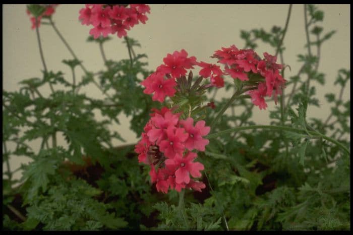 vervain 'Sissinghurst'