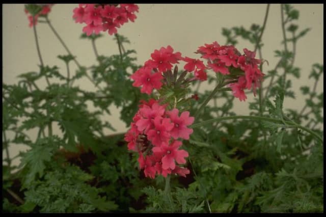 Vervain 'Sissinghurst'