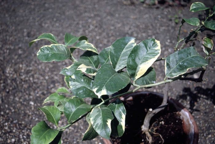 lemon 'Variegata'