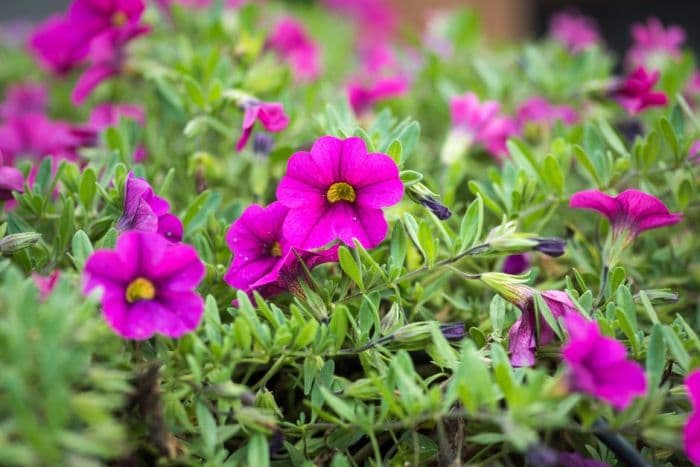 calibrachoa [Million Bells Trailing Fuchsia]