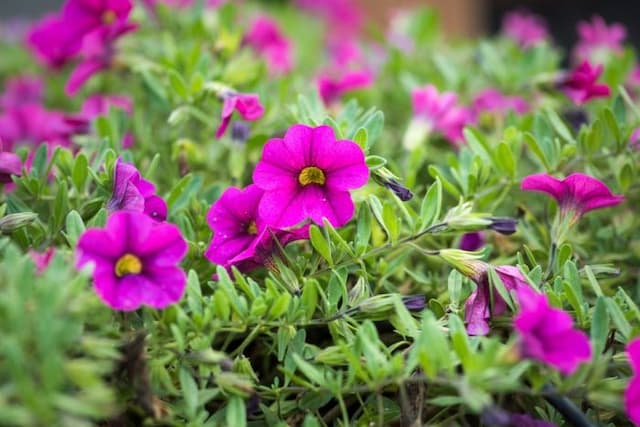 Calibrachoa [Million Bells Trailing Fuchsia]