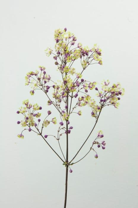 meadow rue 'Anne'