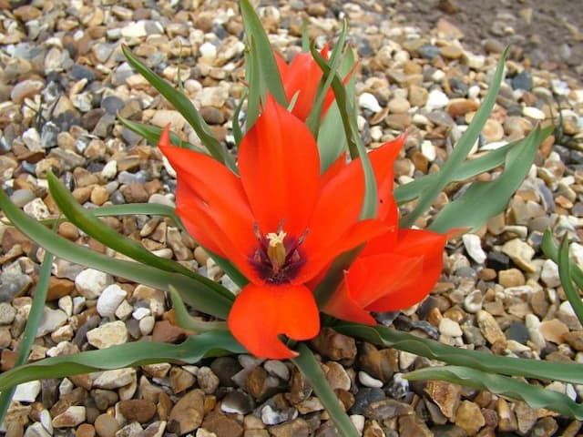 Tulip 'Scarlet'