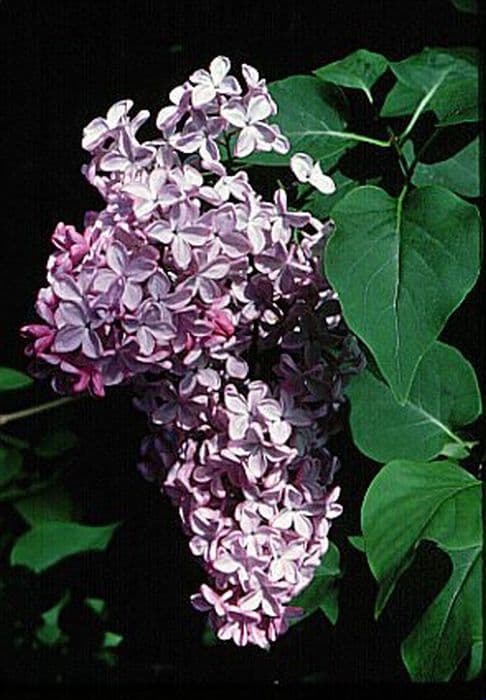 lilac 'Esther Staley'