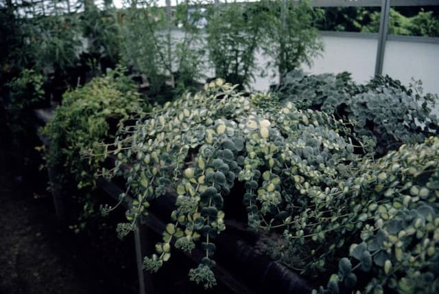 Stonecrop 'Misebaya-nakafu'