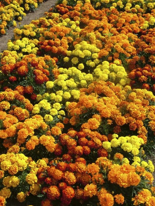 French marigold Bonanza Series