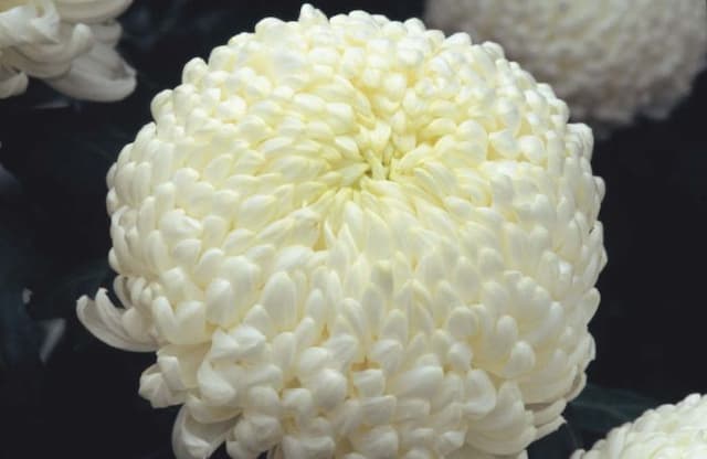 Chrysanthemum 'May Shoesmith'