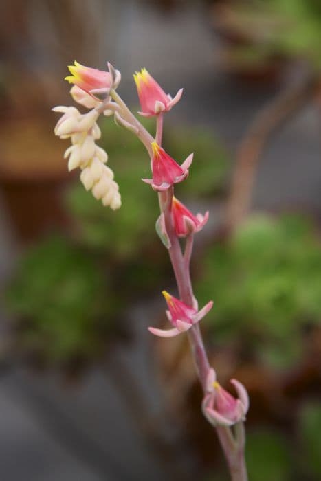 glaucous echeveria 'Compton Carousel'