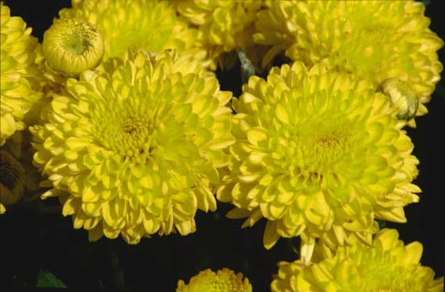 Chrysanthemum 'Yellow Heide'